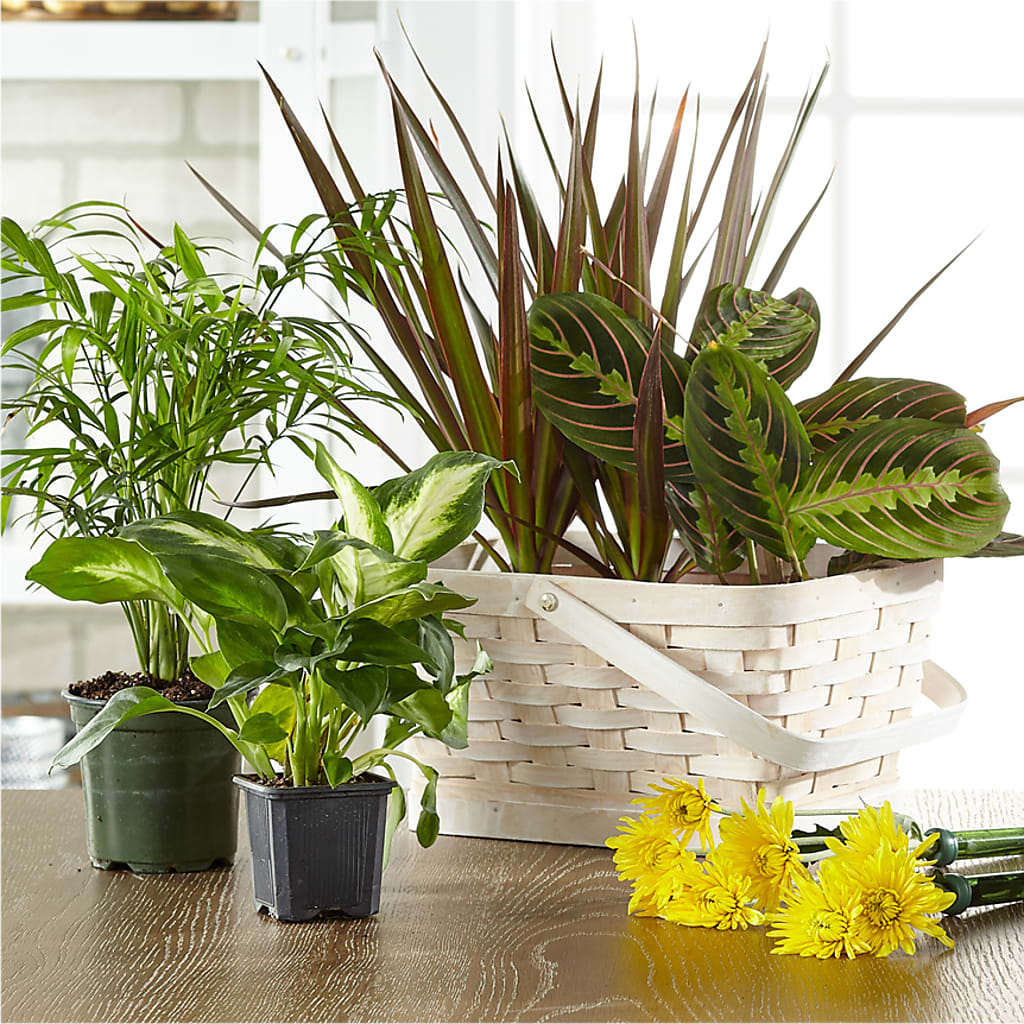 Florist Designed Blooming and Green Plants in a Basket – Mossholders Floral, Arvada CO