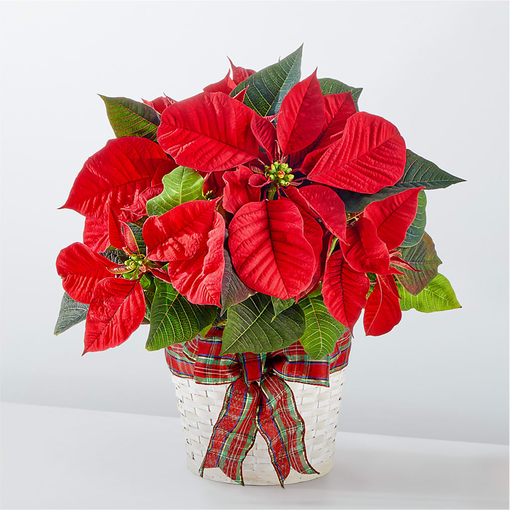 Happiest Holidays Poinsettia – Mossholders Floral, Arvada CO