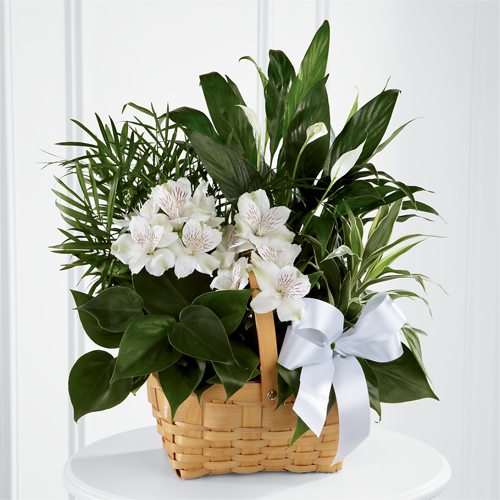Peace & Serenity Dishgarden – Mossholders Floral, Arvada CO