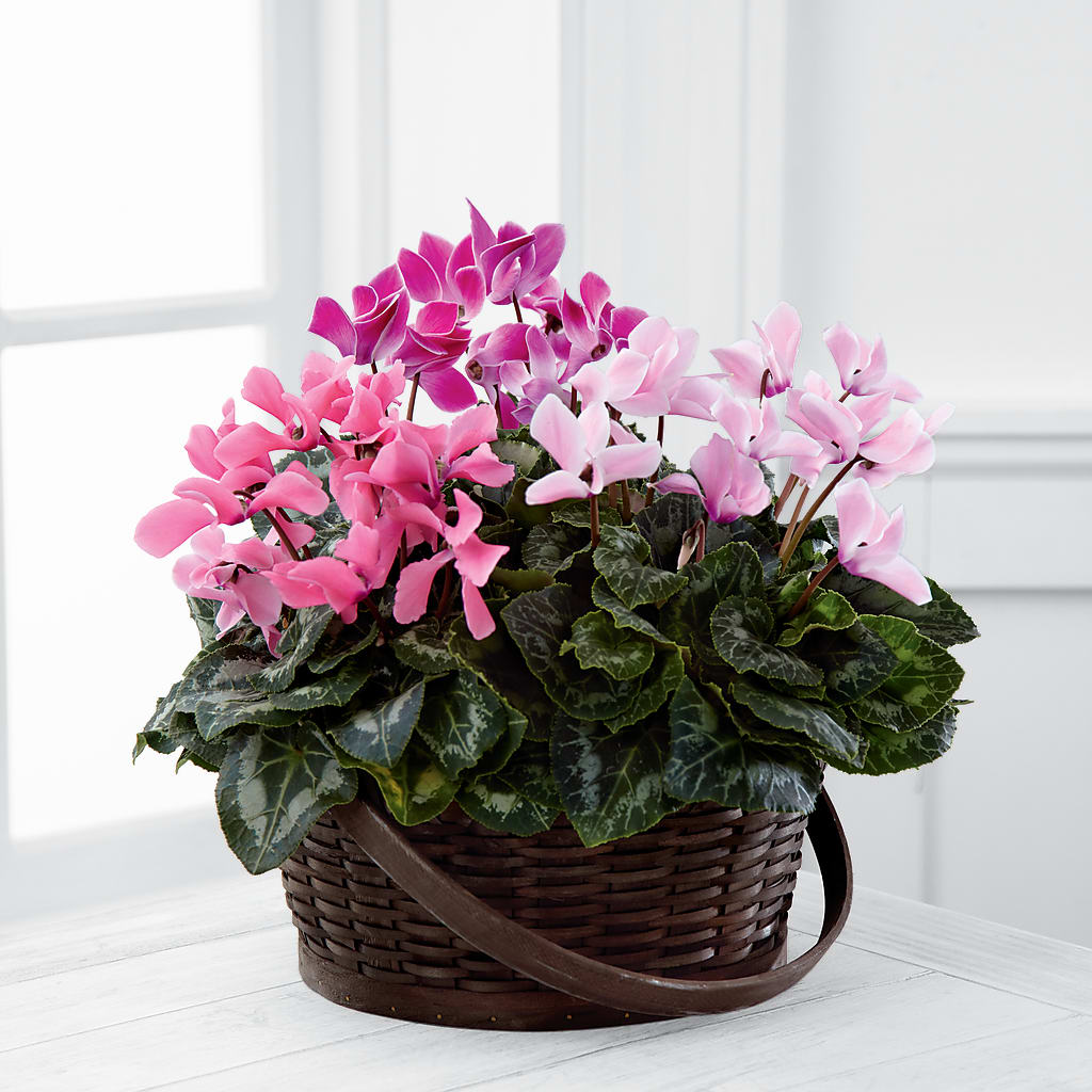 Mixed Cyclamen Planter – Mossholders Floral, Arvada CO