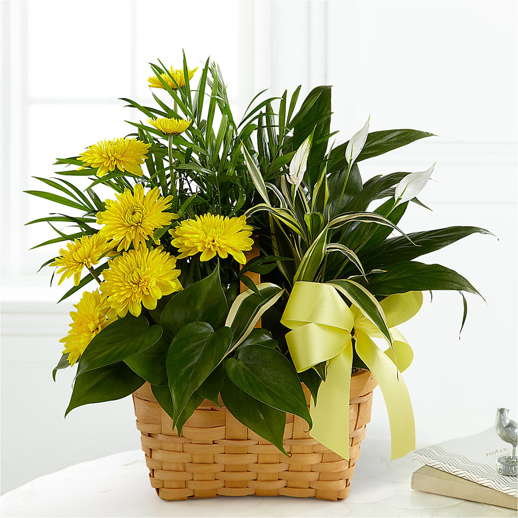 Loving Light Dishgarden – Mossholders Floral, Arvada CO