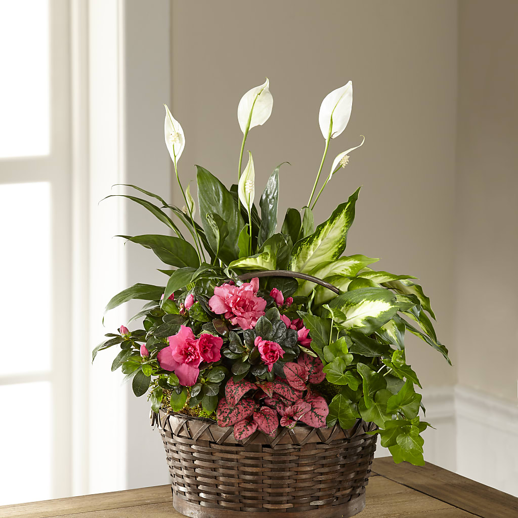Dream in Pink Dishgarden – Mossholders Floral, Arvada CO