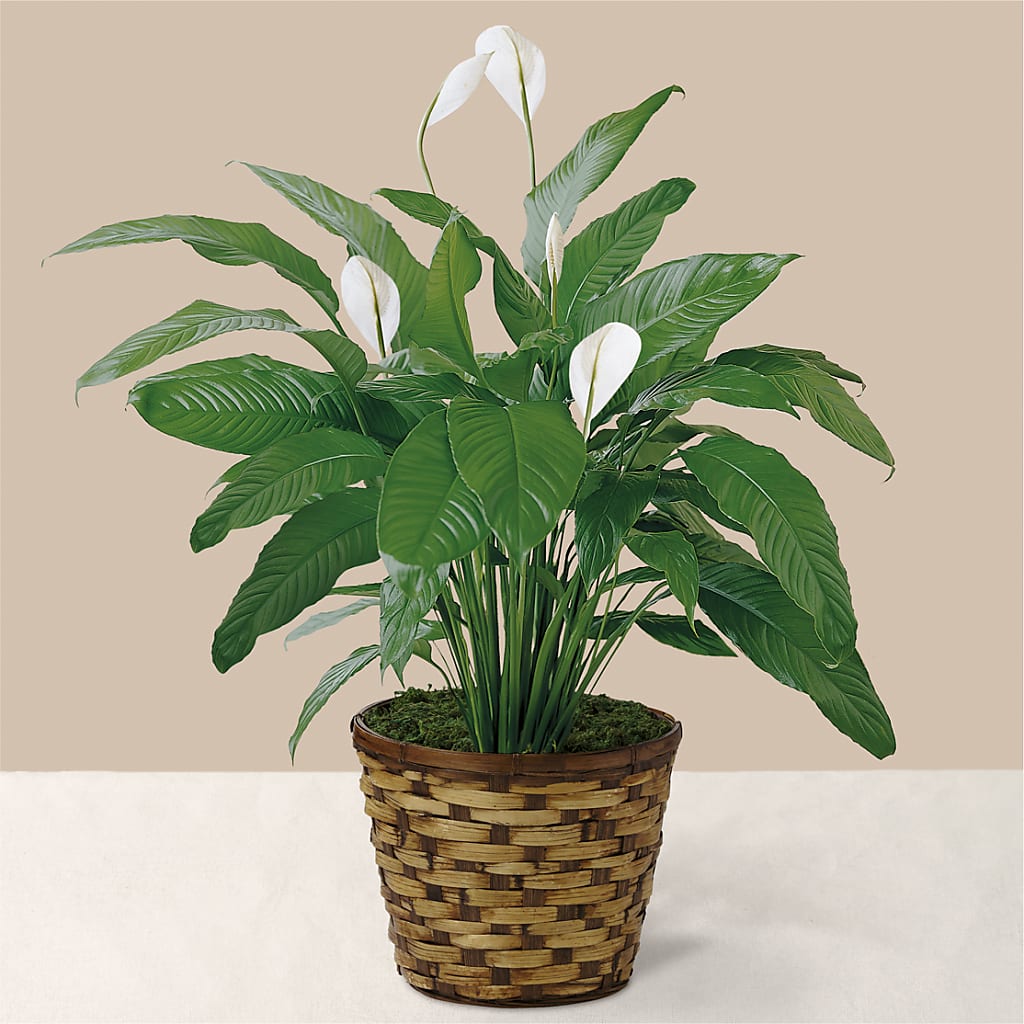 Tranquil Moments Peace Lily Plant – Mossholders Floral, Arvada CO