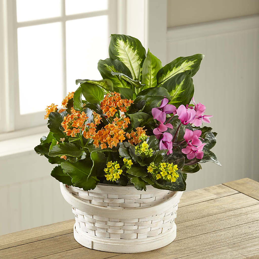 Color Crush Dishgarden – Mossholders Floral, Arvada CO