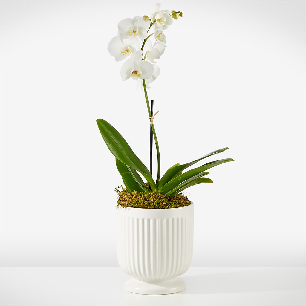 Whispering White Orchid – Mossholders Floral, Arvada CO