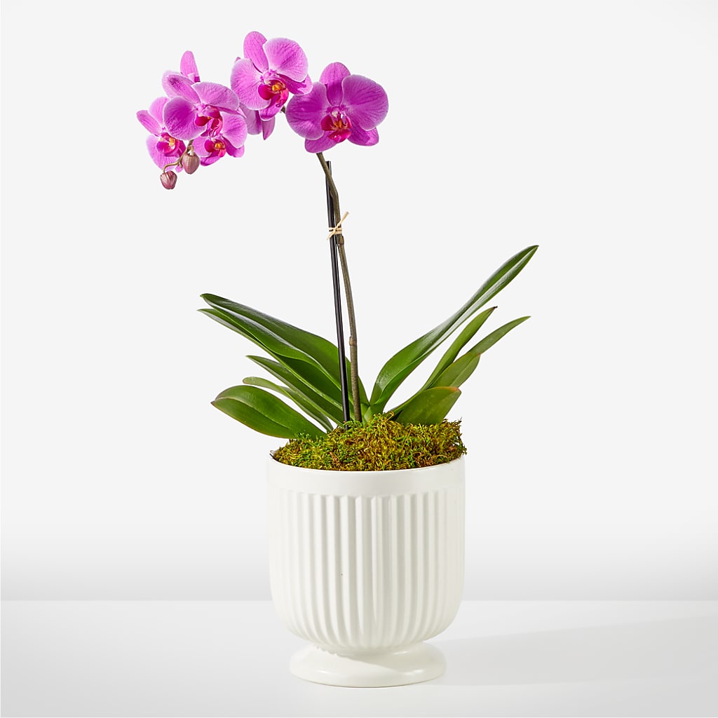 Friendly Fuchsia Orchid – Mossholders Floral, Arvada CO