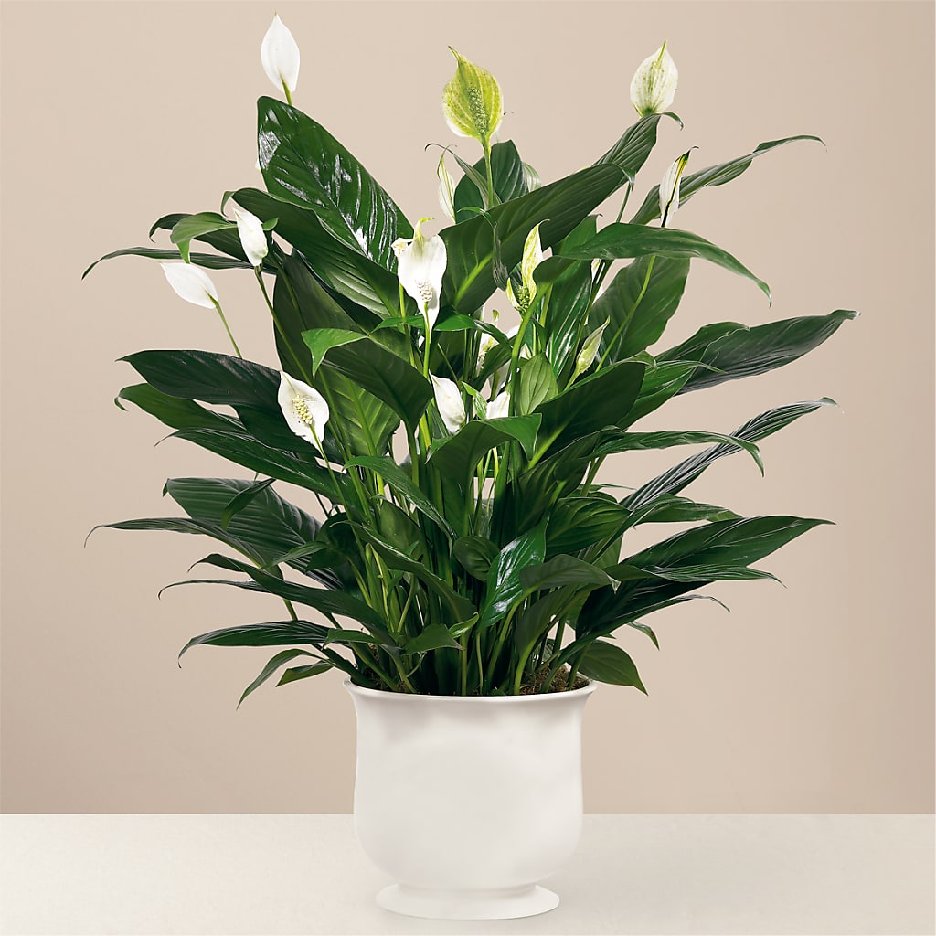 Comfort Planter – Mossholders Floral, Arvada CO