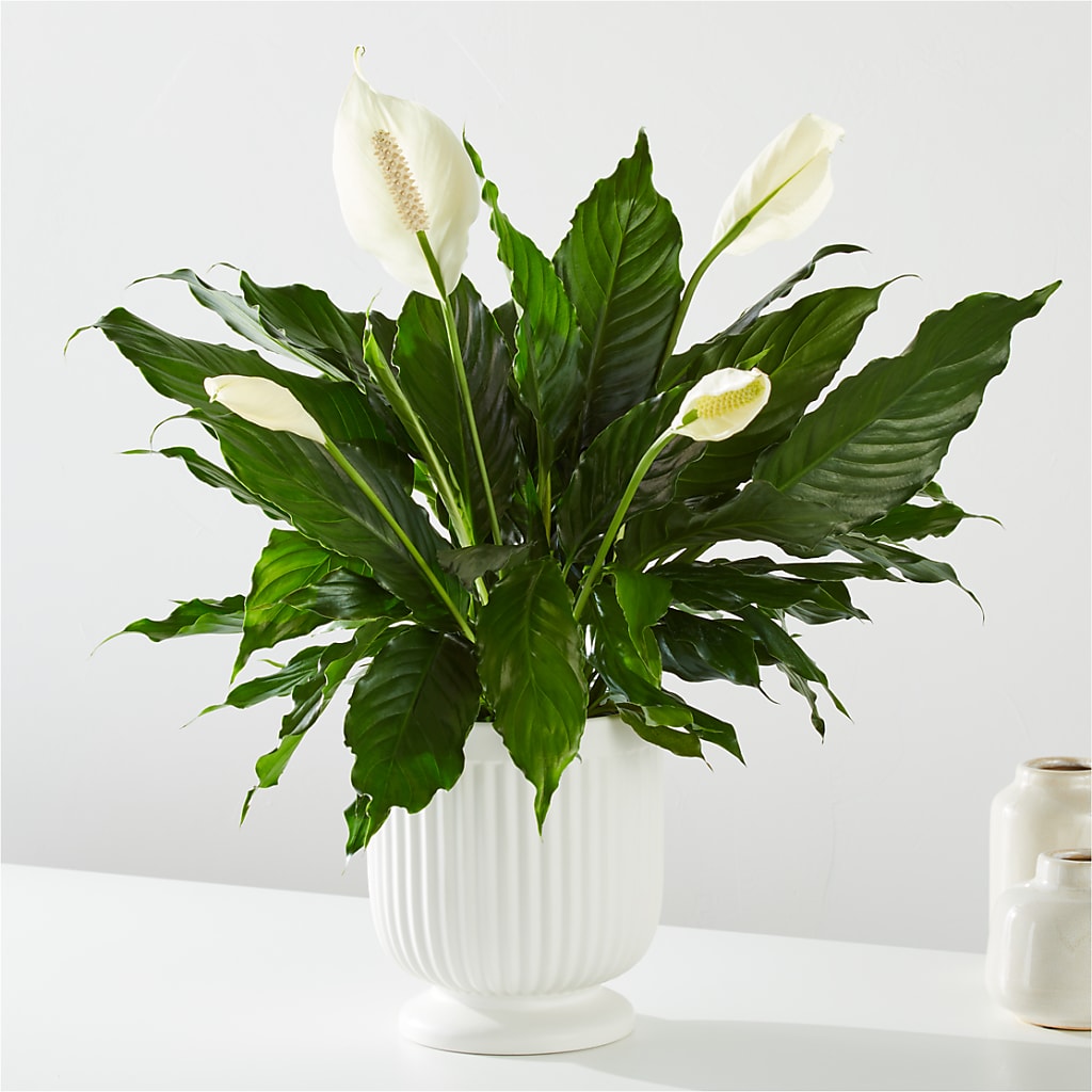 Comfort Planter – Mossholders Floral, Arvada CO