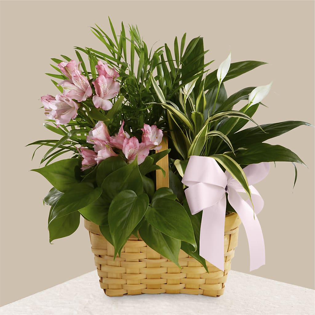 Living Spirit Dishgarden – Mossholders Floral, Arvada CO