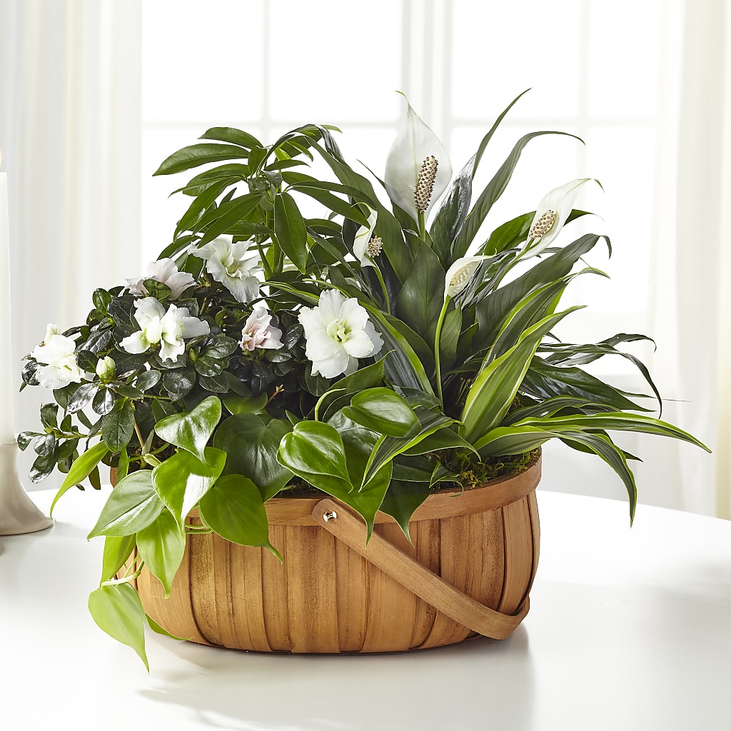 Serene Dishgarden – Mossholders Floral, Arvada CO