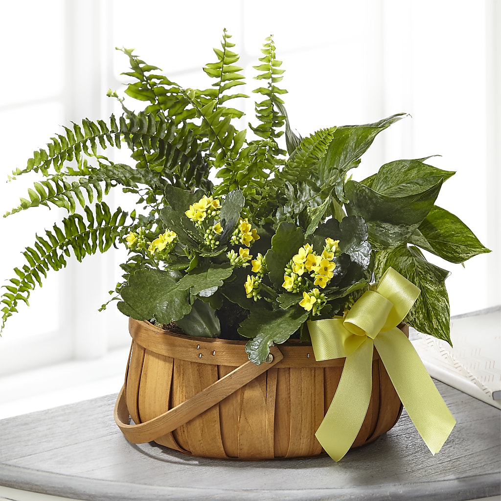 Always Dear Dishgarden – Mossholders Floral, Arvada CO