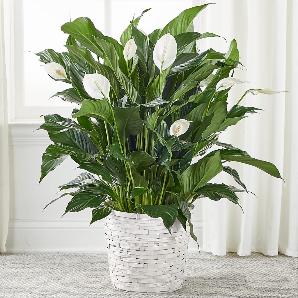 A New Leaf Peace Lily – Mossholders Floral, Arvada CO