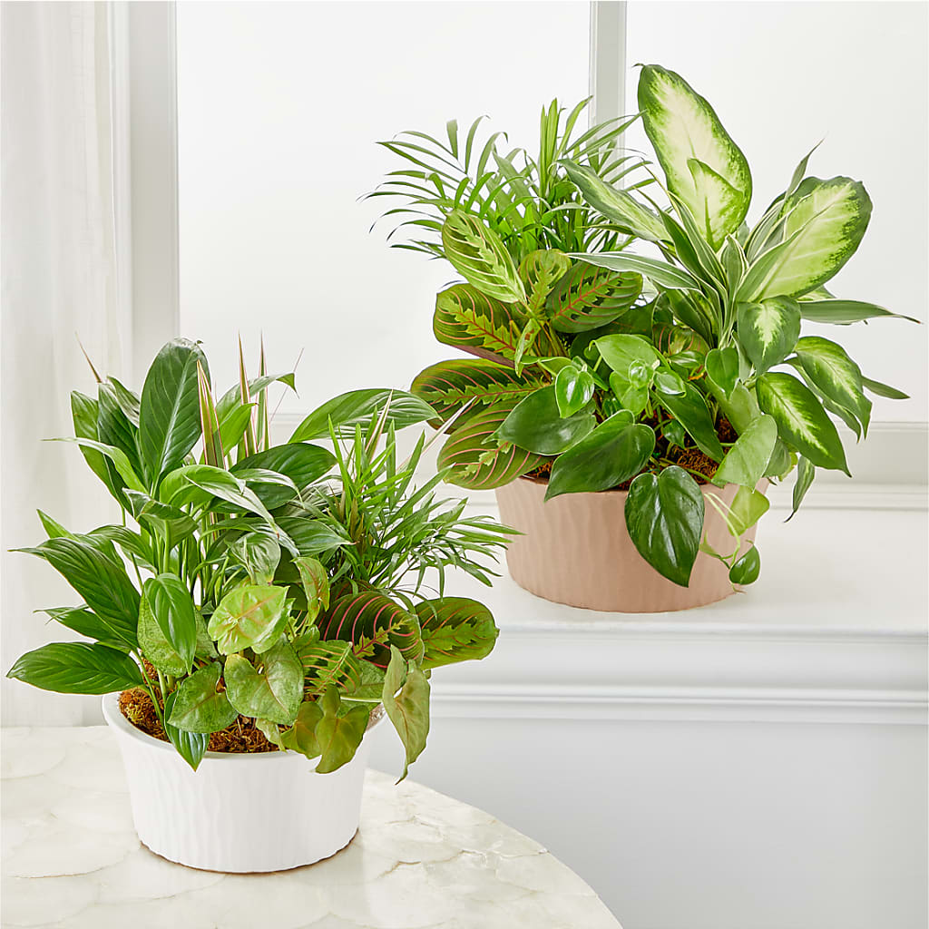 Balance & Harmony Dishgarden – Mossholders Floral, Arvada CO
