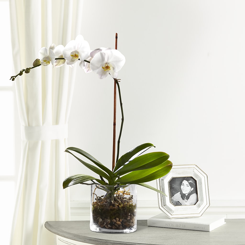 White Orchid Planter – Mossholders Floral, Arvada CO