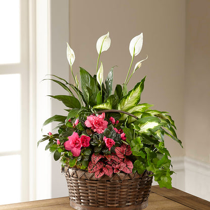 Dream in Pink Dishgarden –  Mossholders Floral, Arvada CO
