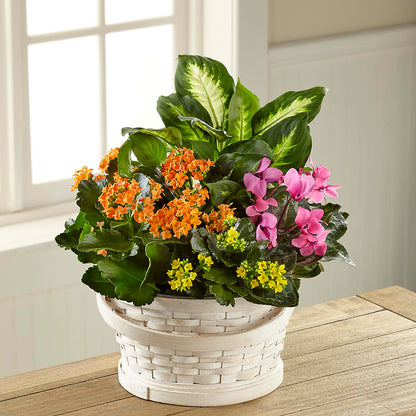 Color Crush Dishgarden –  Mossholders Floral, Arvada CO