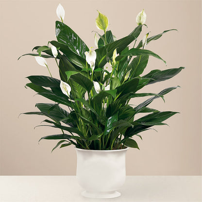 Comfort Planter –  Mossholders Floral, Arvada CO