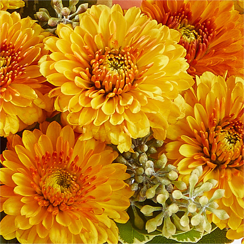 Peachy Pumpkin –  Mossholders Floral, Arvada CO
