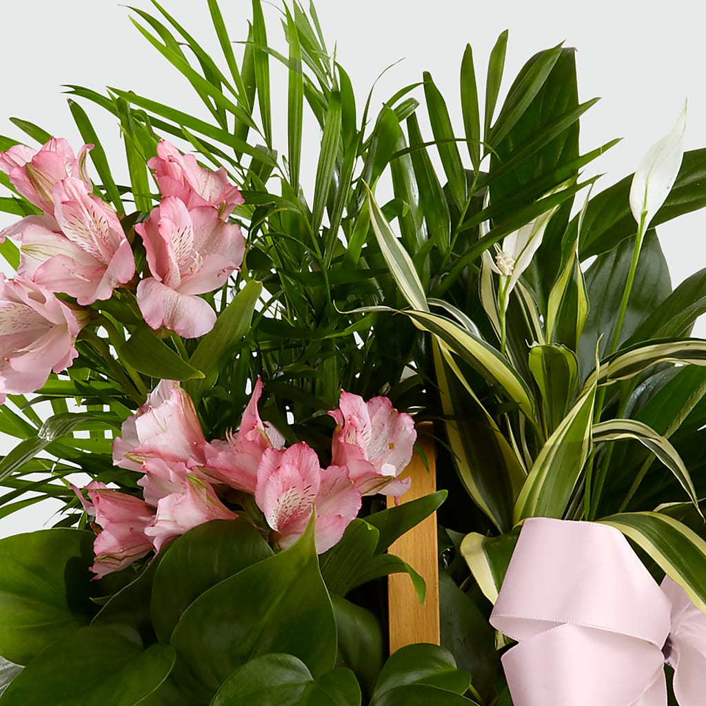 Living Spirit Dishgarden –  Mossholders Floral, Arvada CO