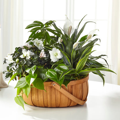 Serene Dishgarden –  Mossholders Floral, Arvada CO
