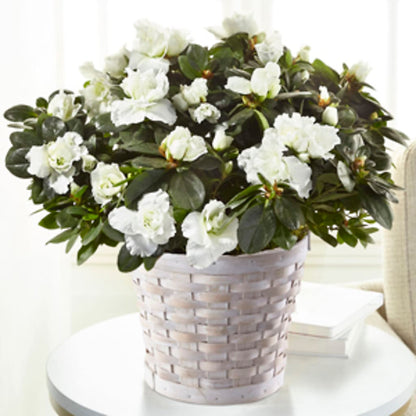 White Azalea Plant –  Mossholders Floral, Arvada CO