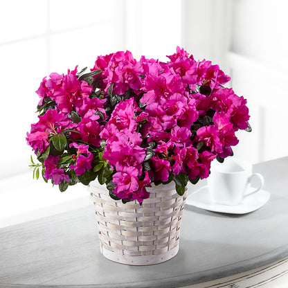 Hope & Serenity Azalea Plant –  Mossholders Floral, Arvada CO