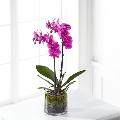 Pink Orchid Plant –  Mossholders Floral, Arvada CO