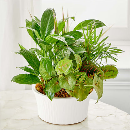 Balance & Harmony Dishgarden –  Mossholders Floral, Arvada CO