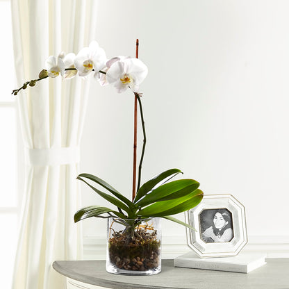 White Orchid Planter –  Mossholders Floral, Arvada CO